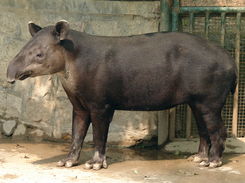 Tapirus bairdii / Baird's Tapir