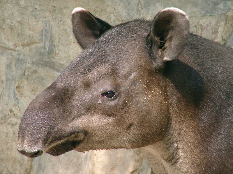 Tapirus bairdii / Baird's Tapir