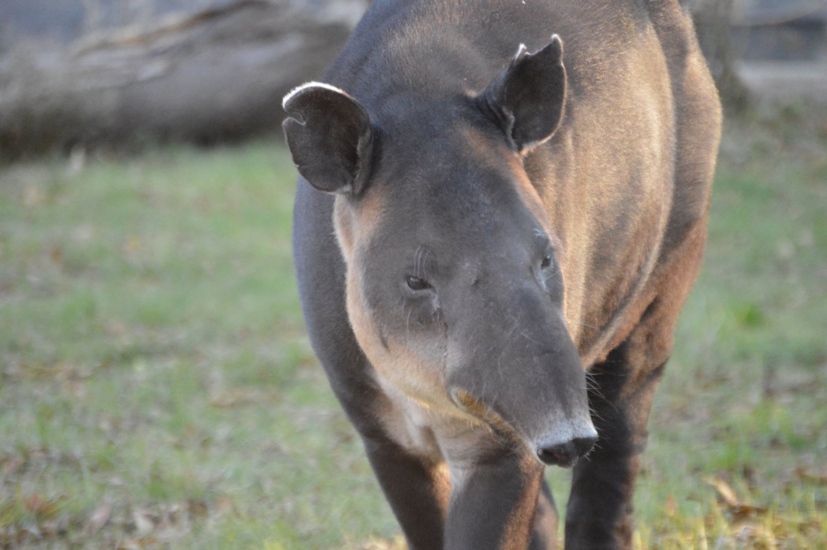 Tapirus bairdii