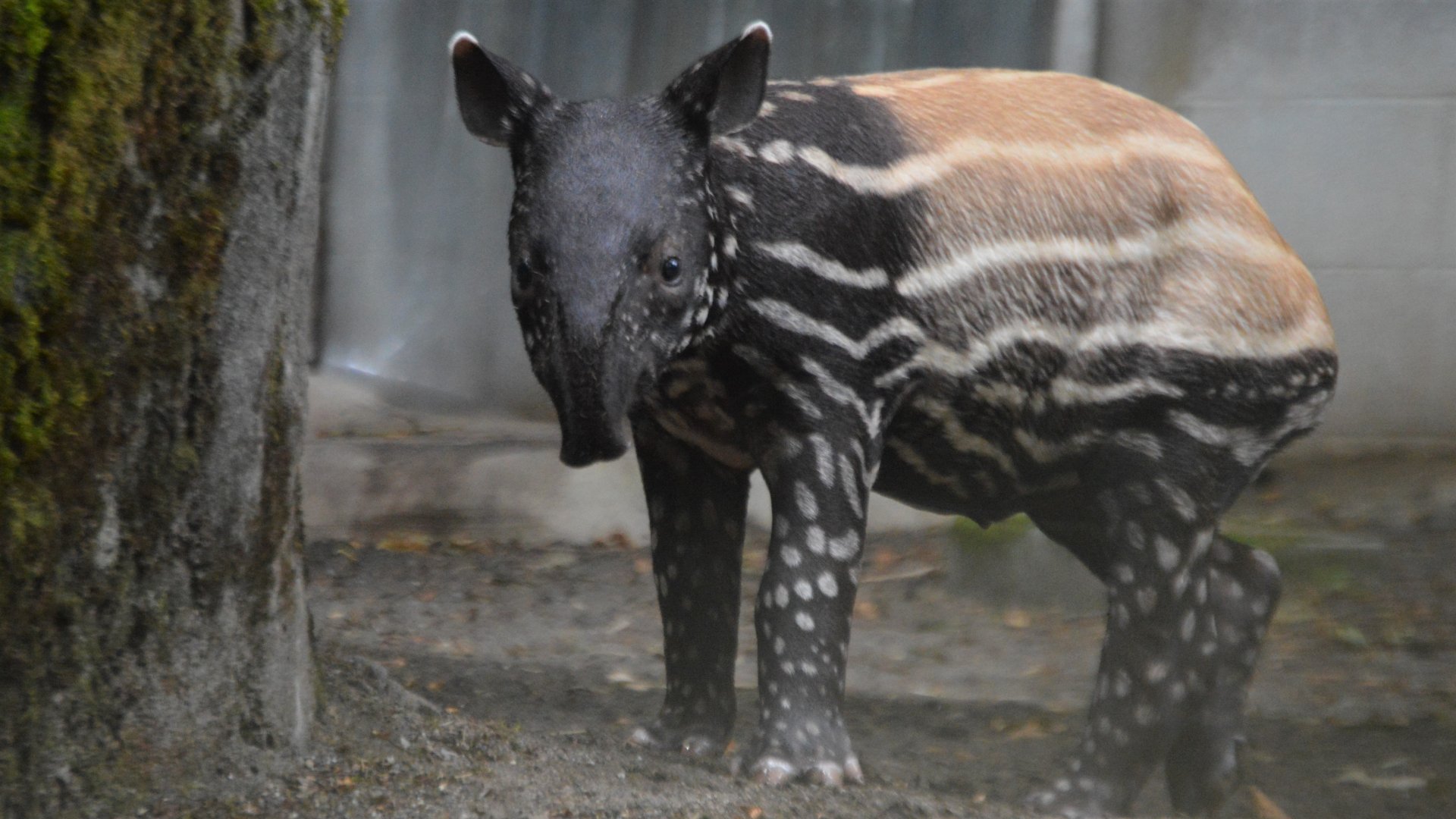 Tapirus indicus calf