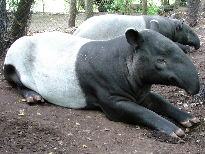 Tapirus indicus / Malayan tapir (pair)