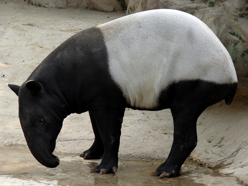 Tapirus indicus / Malayan Tapir