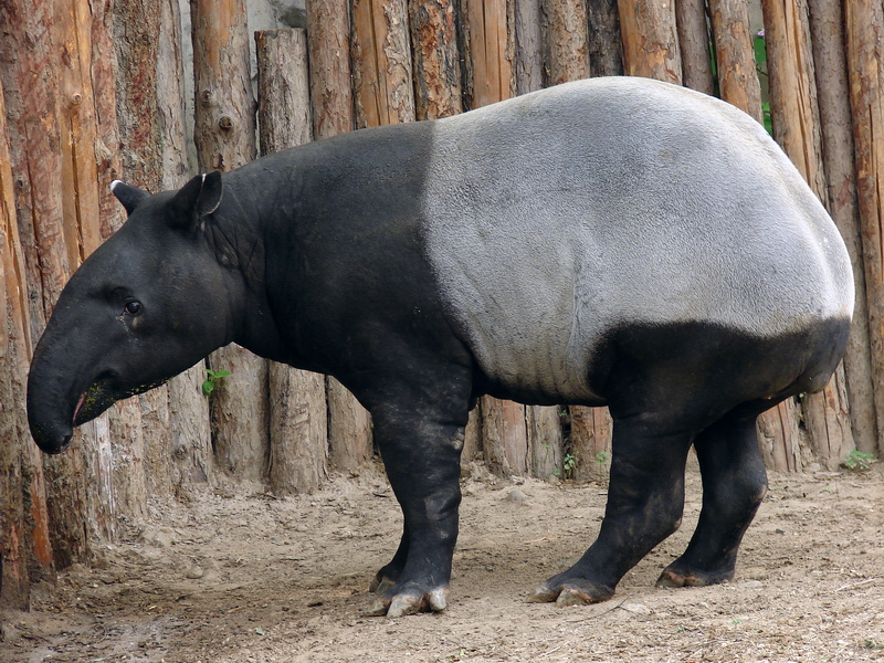 Tapirus indicus / Malayan Tapir