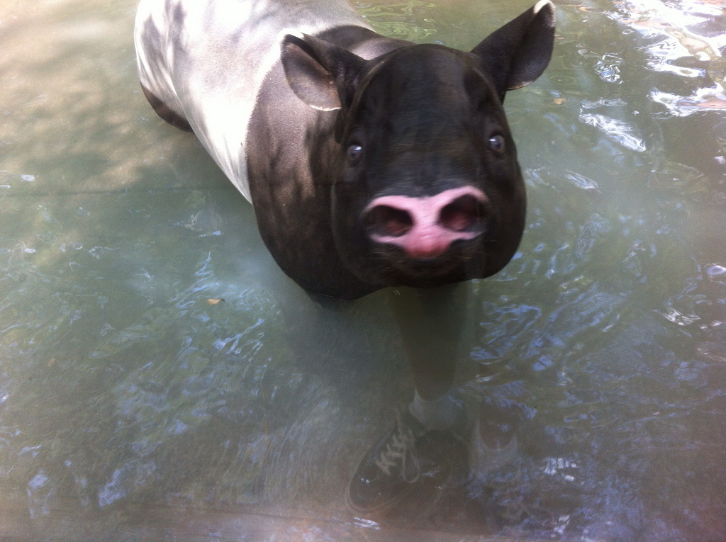 Tapirus indicus, Malayan Tapir