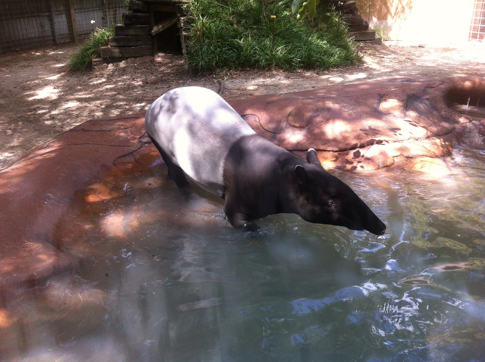 Tapirus indicus, Malayan Tapir