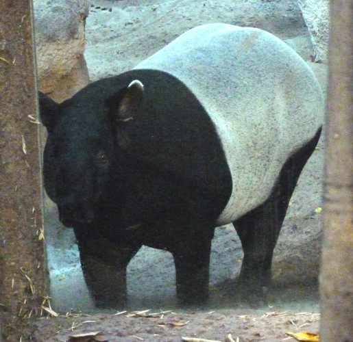 Tapirus indicus