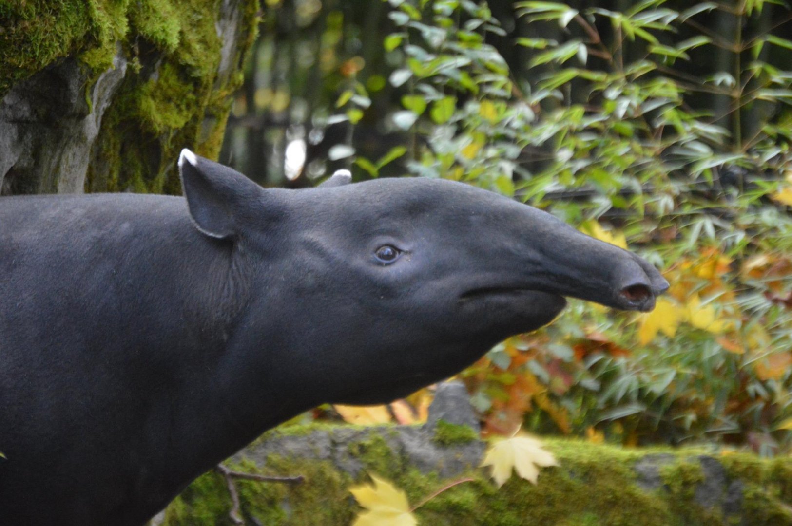 Tapirus indicus