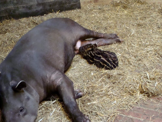 Tapirus terrestris  - young female given birth a few days ago
