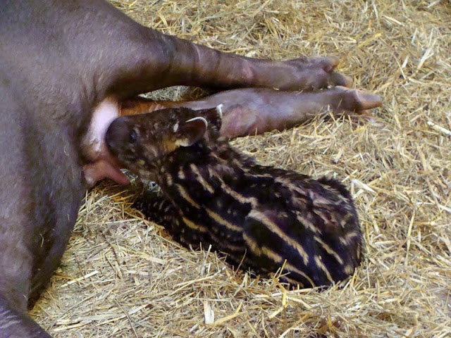 Tapirus terrestris - young female given birth a few days ago