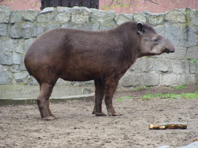 Tapirus terrestris