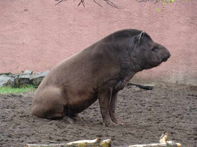 Tapirus terrestris