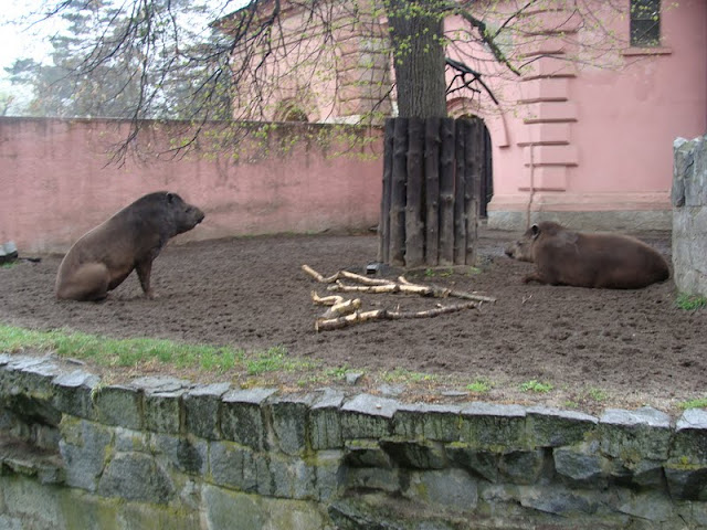 Tapirus terrestris