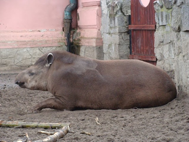 Tapirus terrestris