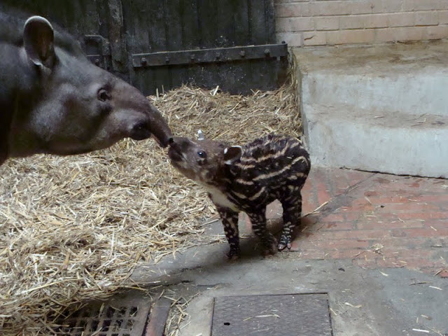 Tapirus terrestris