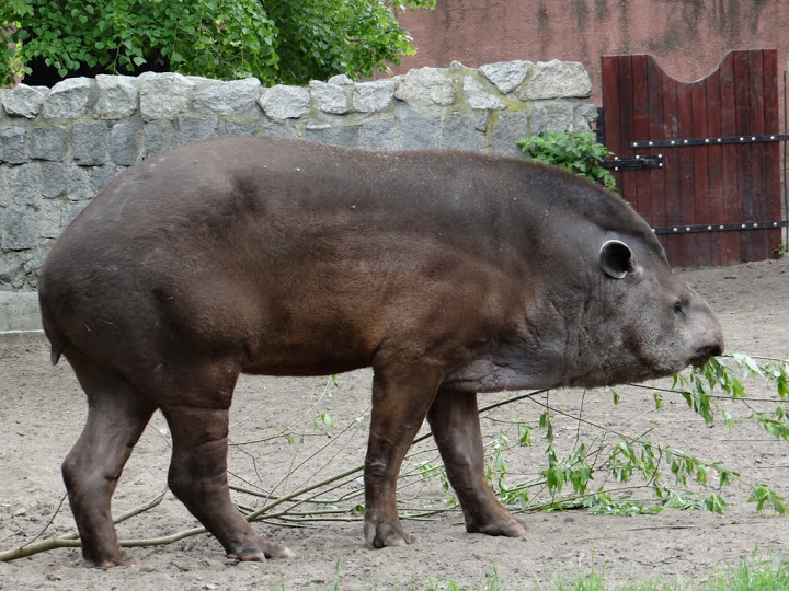 Tapirus terrestris