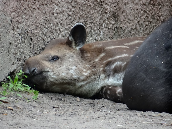 Tapirus terrestris