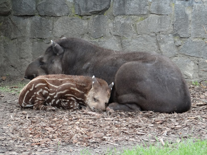 Tapirus terrestris