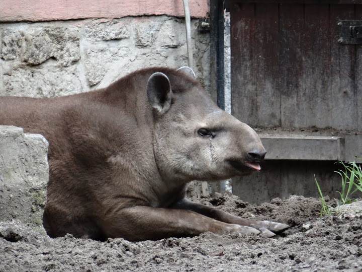 Tapirus terrestris