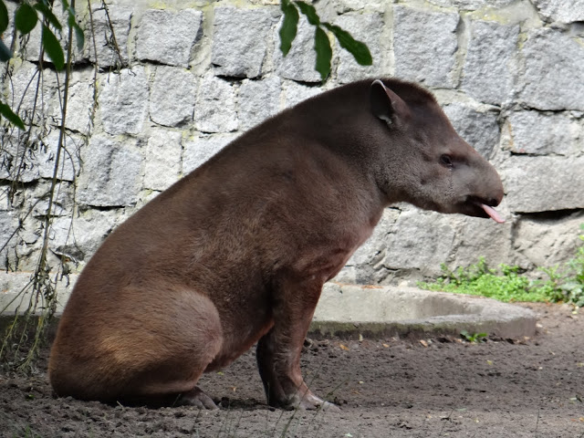Tapirus terrestris