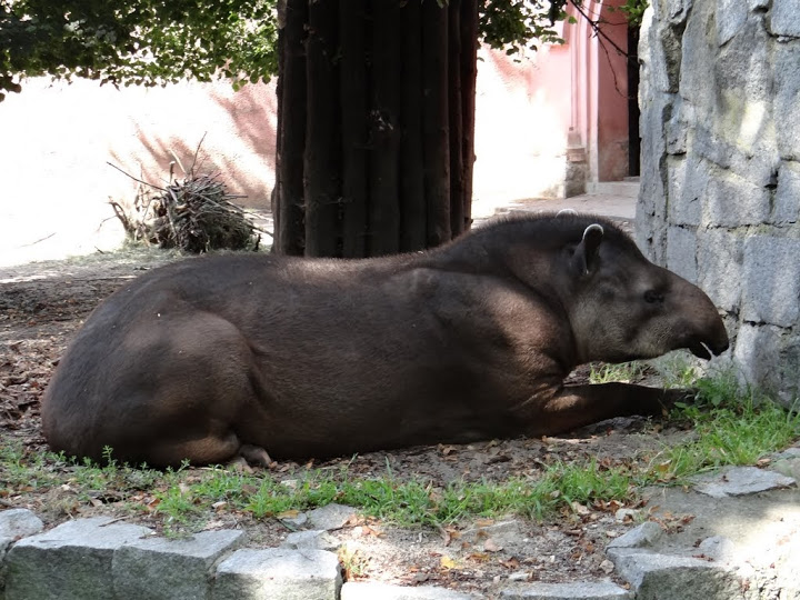Tapirus terrestris