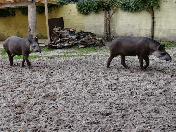 Tapirus terrestris