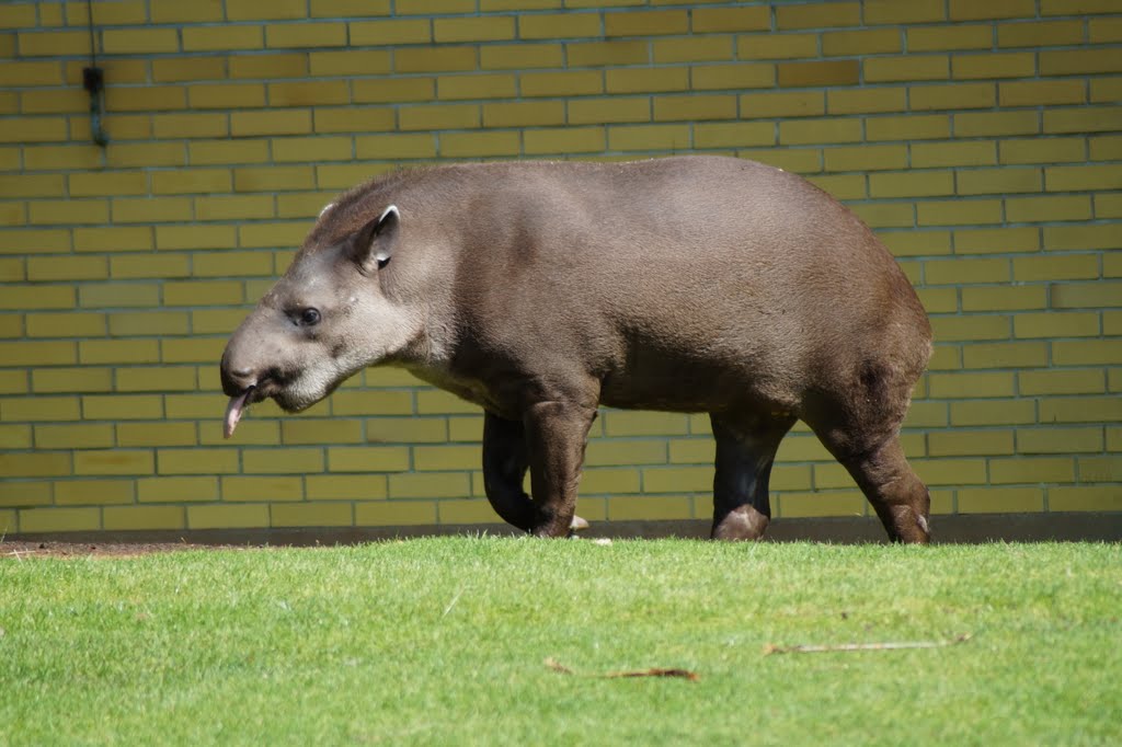 Tapirus terrestris
