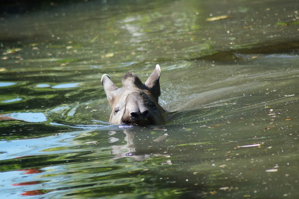 Tapirus terrestris