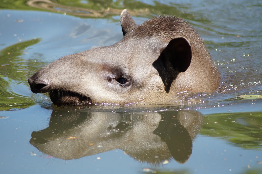 Tapirus terrestris