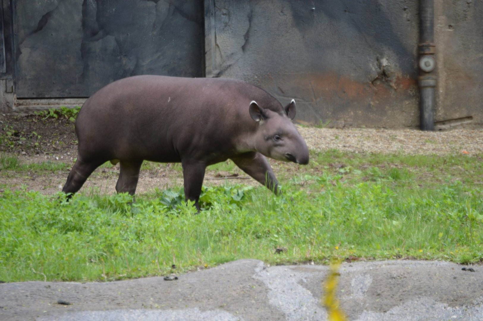 Tapirus terrestris