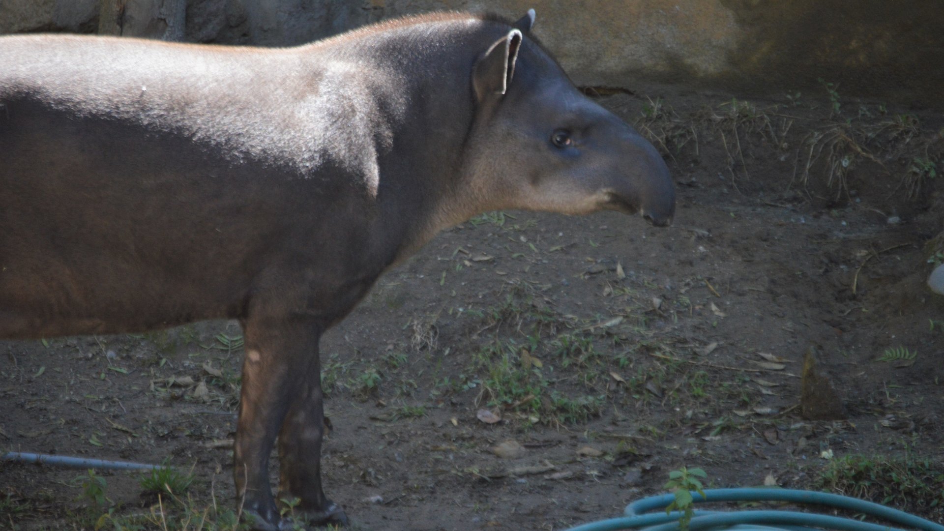 Tapirus terrestris