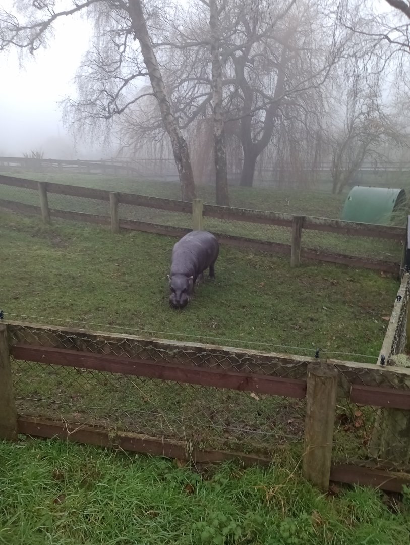 Tapon,pygmy hippo (m)