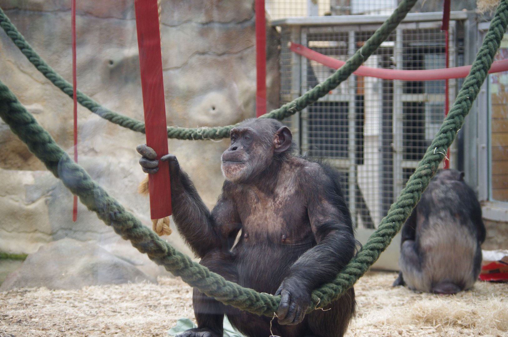 Tara and Kora- Chimpanzees- 10/4/2025