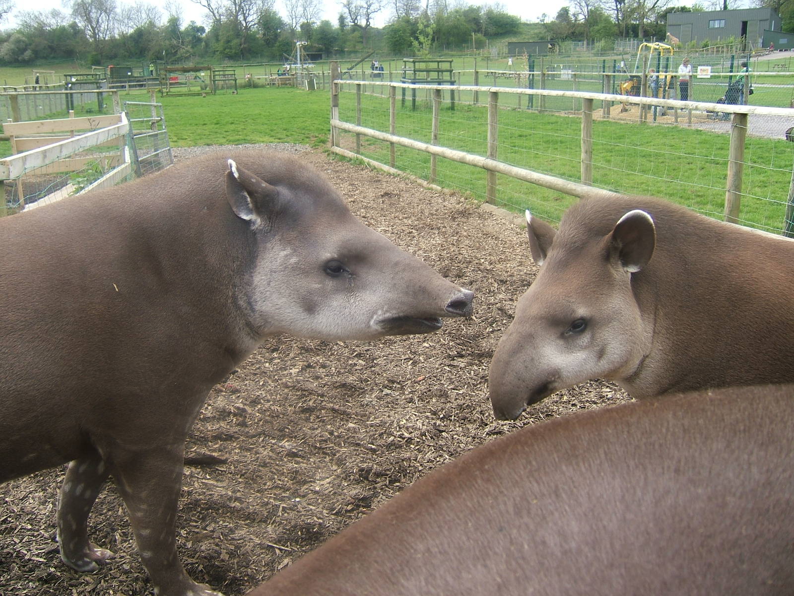 Tara, Toby and Troy the Brazilian tapirs at Noah's Ark Zoo Farm, 1 May 2010