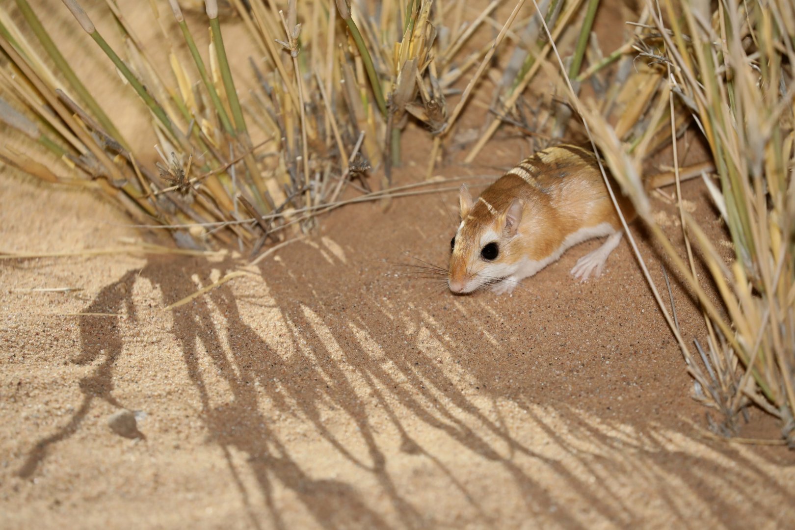 Tarabul's gerbil (Gerbillus tarabuli)