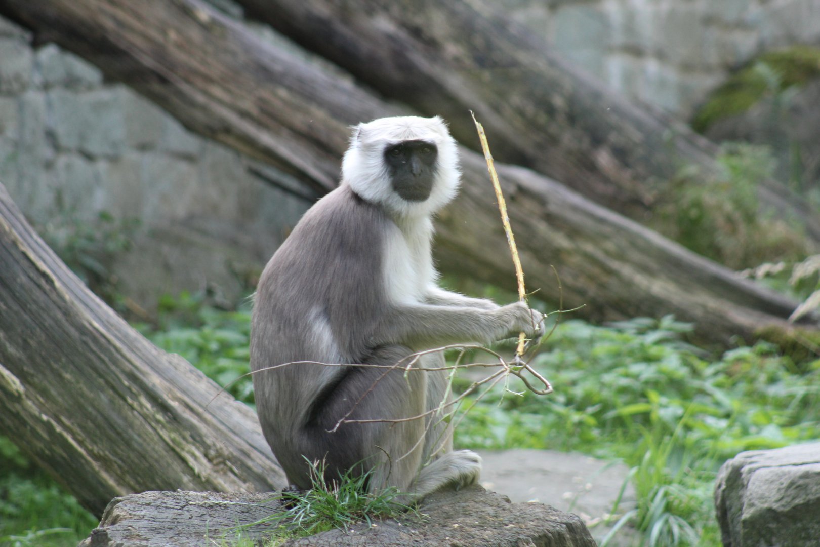 Tarai Grey Langur