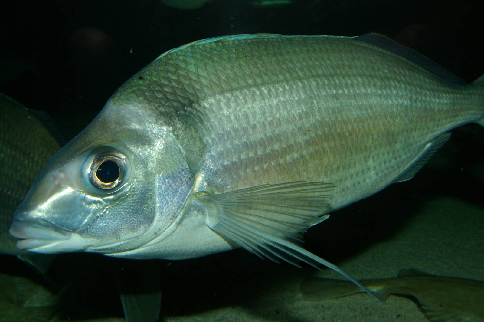 tarakihi (Nemadactylus macropterus)