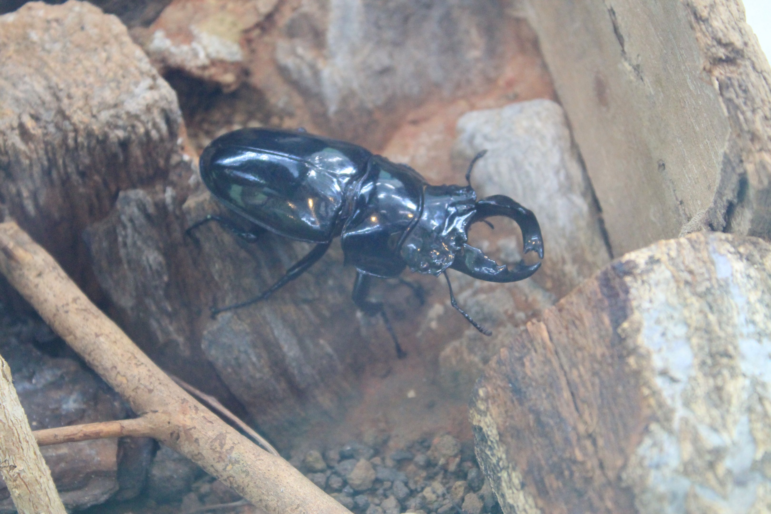 Tarandus Stag Beetle (Mesotopus tarandus)