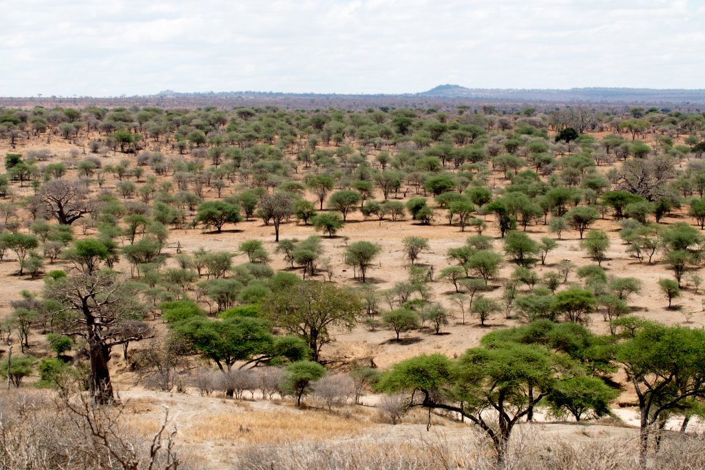 Tarangire