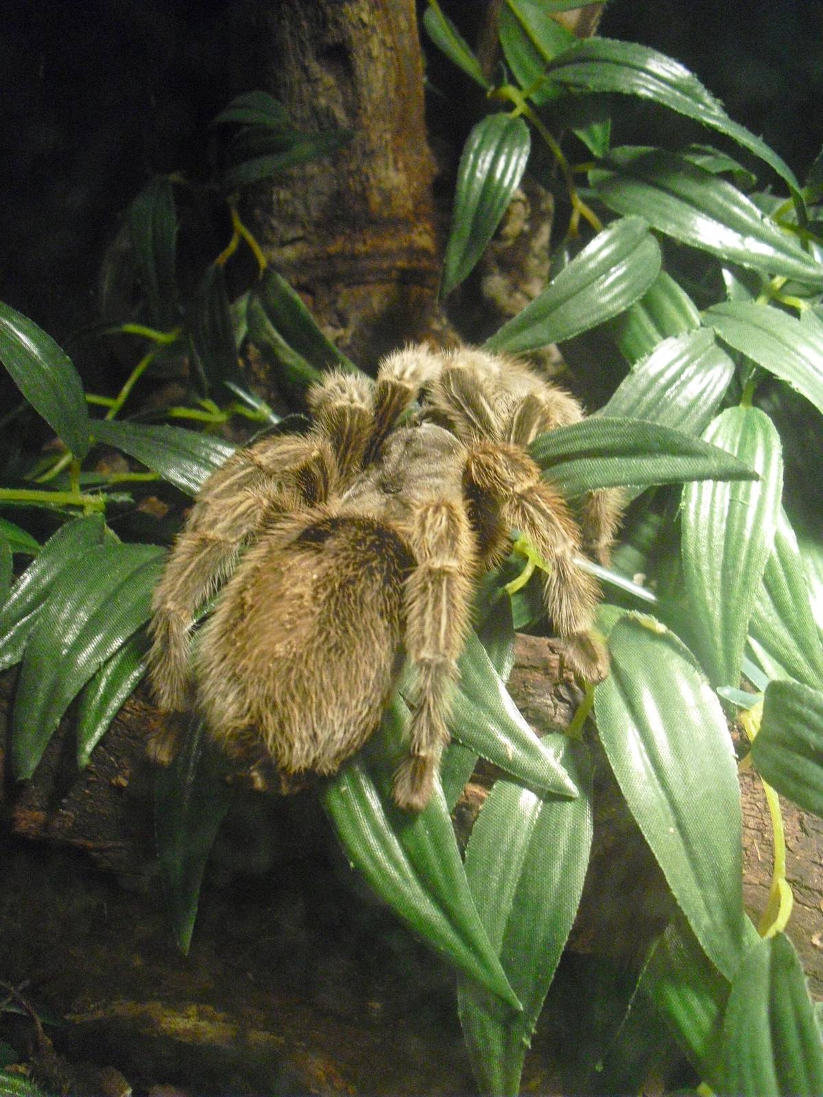 Tarantula - 12/10/2011
