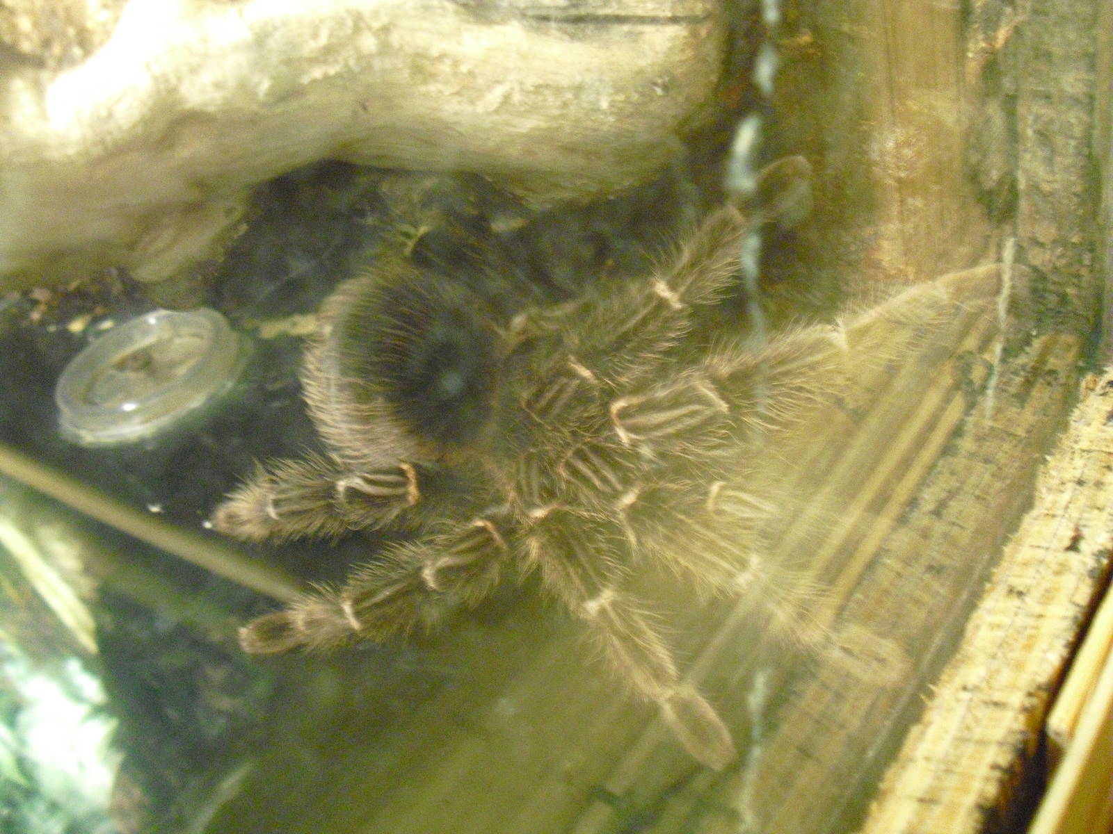 Tarantula - 12/10/2011