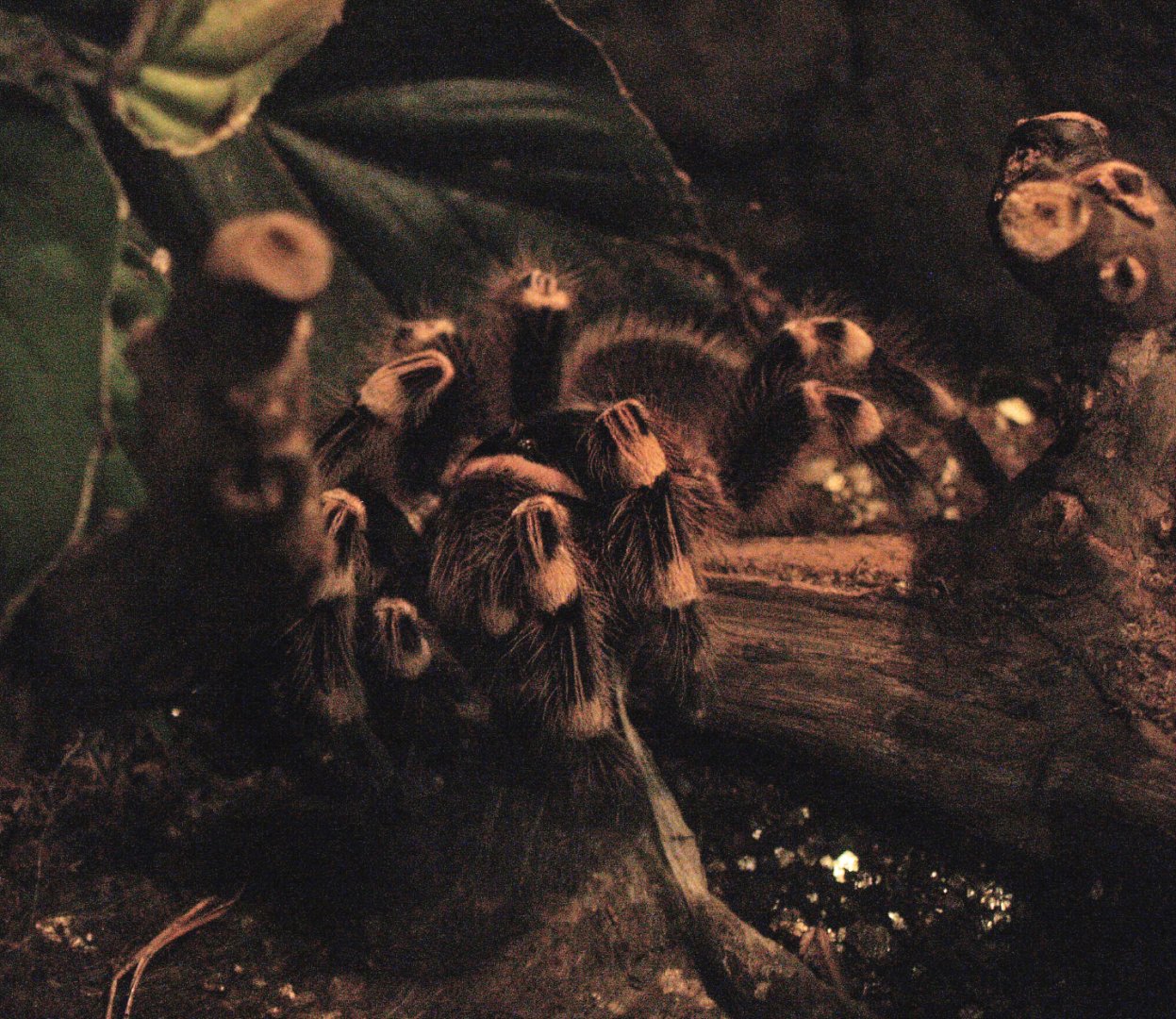 Tarantula, 2009-04-14