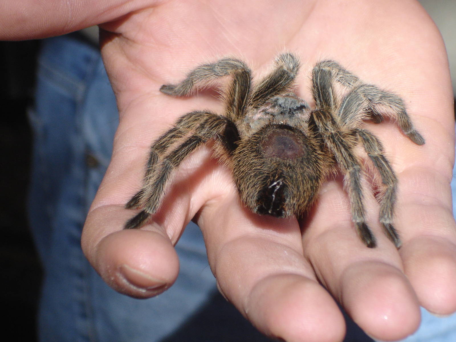 Tarantula after show