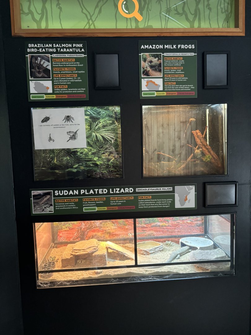 Tarantula, Amazon Milk Frog, Plated Lizard Exhibits