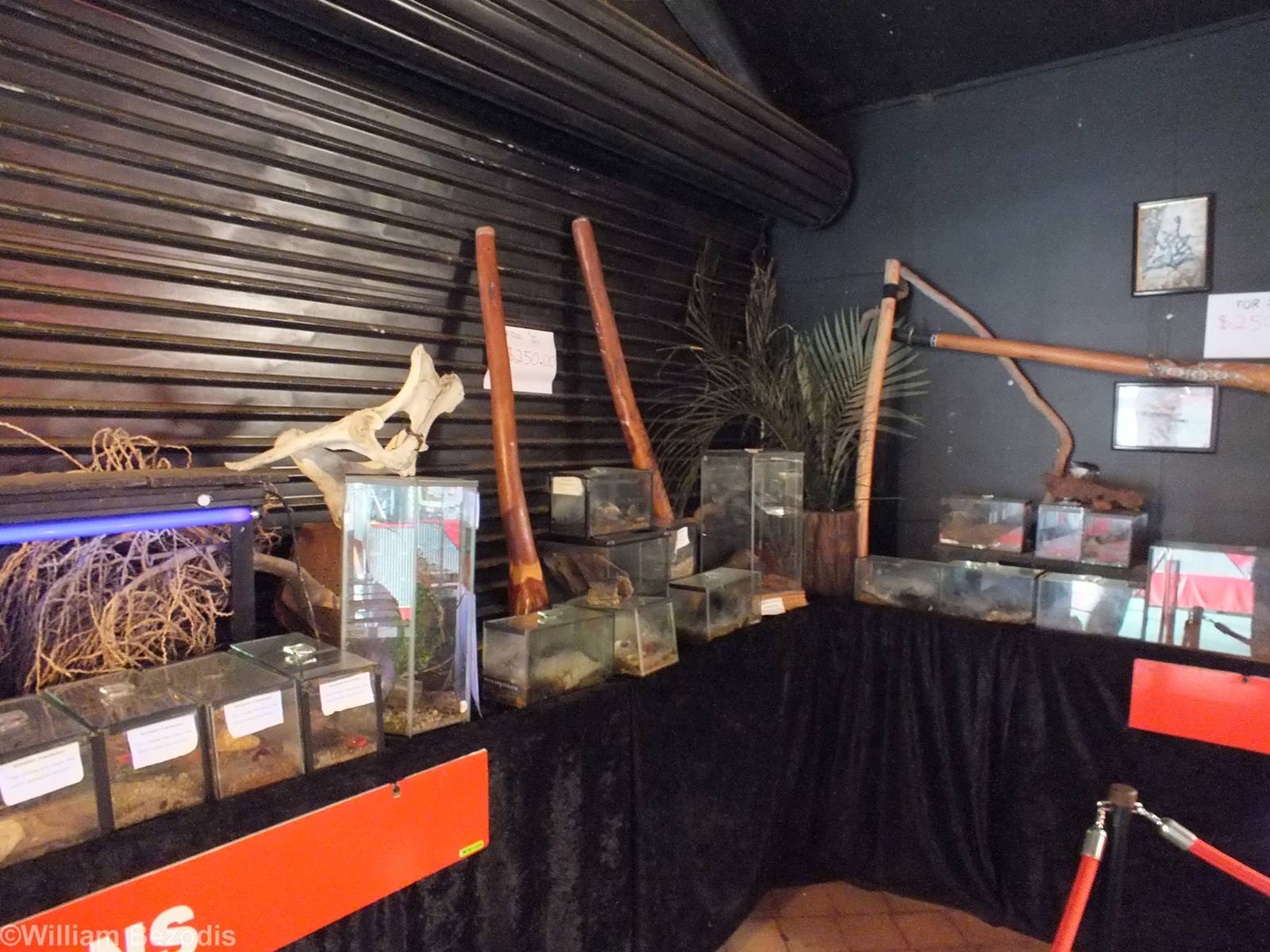 Tarantula and Scorpion Enclosures