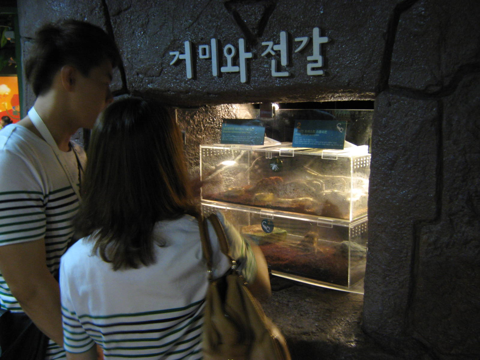 tarantula and scorpion tanks