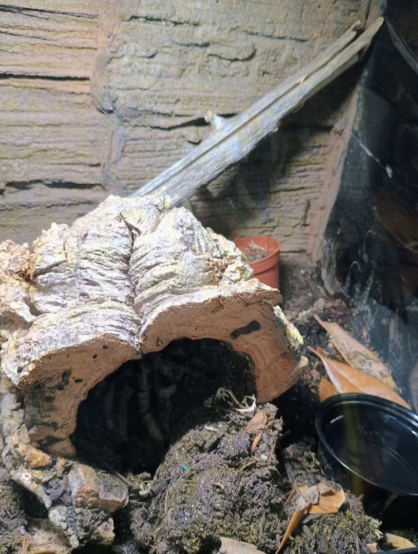 Tarantula (Arizona Blond?) (6/21/25)