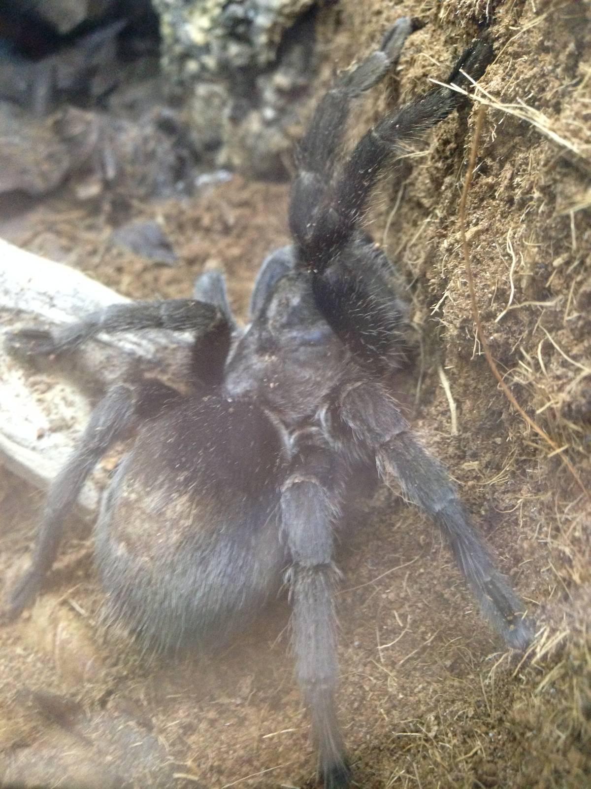 Tarantula at Blue Planet Aquarium - 05/10/2013