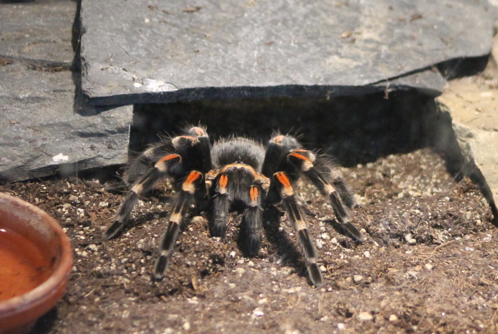 Tarantula behind the scenes