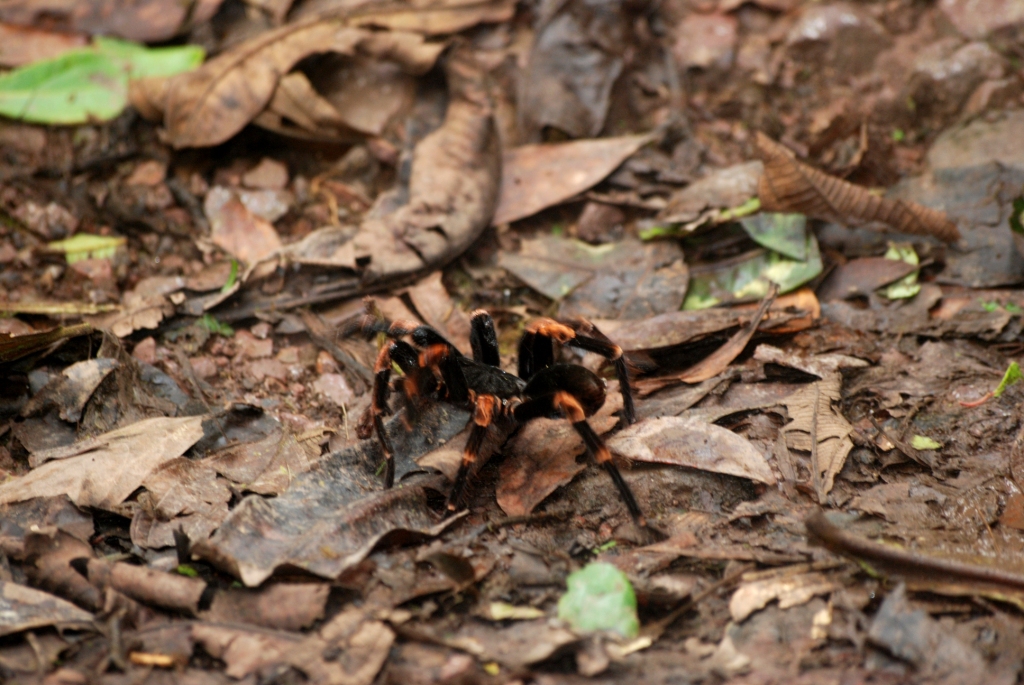Tarantula/Birdeater, Monteverde Reserve, 20/04/14