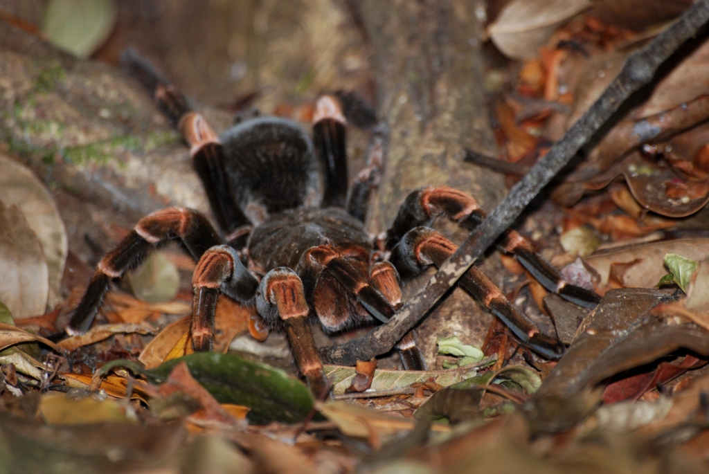 Tarantula/Birdeater, Reserve adjoining Monteverde Lodge, 19/04/14